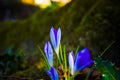 Crocus at sunset in the forest in spring Royalty Free Stock Photo