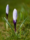 Crocus Royalty Free Stock Photo