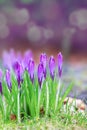 Crocus under the rain Royalty Free Stock Photo