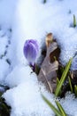 Crocus under the snow, the first spring flowers