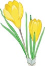 Crocus Vector Illustration