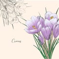 Crocus vector sketch illustration isolated on white background, saffron sketch art. Saffron flower. Template for packaging design