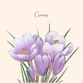 Crocus vector sketch illustration isolated on white background, saffron sketch art. Saffron flower. Template for packaging design