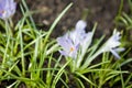 Crocus vernus Royalty Free Stock Photo