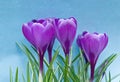 Crocus Vernus Royalty Free Stock Photo