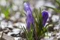 Crocus vernus in bloom, violet purple ornamental springtime flowers, snow on dirt Royalty Free Stock Photo