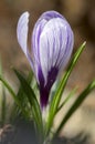 Crocus vernus in bloom, violet purple white striped ornamental springtime flower in the garden Royalty Free Stock Photo