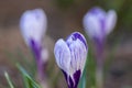 Crocus vernus in bloom, violet purple white striped ornamental springtime flower in the garden Royalty Free Stock Photo