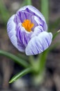 Crocus vernus in bloom, violet purple white striped ornamental springtime flower in the garden Royalty Free Stock Photo