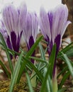 Crocus vernus with brindle purple calyxes blooming in early spring Royalty Free Stock Photo