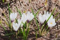 Crocus vernus Royalty Free Stock Photo