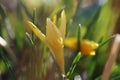 Crocus vernus flower closeup with raindrops Royalty Free Stock Photo