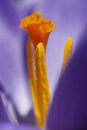 Crocus vernus, flower detail, macro Royalty Free Stock Photo