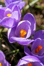 Crocus vernus flowers in garden Royalty Free Stock Photo