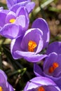 Crocus vernus flowers in garden