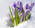 Crocus vernus Pickwick