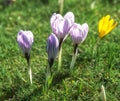 Crocus vernus PICKWICK Royalty Free Stock Photo