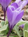 Crocus vernus with purple calyxes blooming in early spring Royalty Free Stock Photo