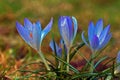 Crocus vernus, a group spring flowers