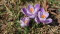 Crocus vernus - spring crocus, giant crocus. Blooming violet flowers on the spring meadow. Royalty Free Stock Photo