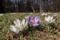 Crocus vernus - spring crocus, giant crocus. Blooming violet and white flowers on the spring meadow. Royalty Free Stock Photo