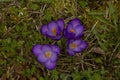 The Crocus vernus Spring Crocus, Giant Crocus. Royalty Free Stock Photo