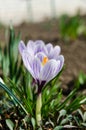 Crocus vernus spring flower growing Royalty Free Stock Photo
