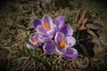 Crocus vernus - spring crocus, giant crocus. Blooming violet flowers on the spring meadow. Royalty Free Stock Photo