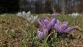 Crocus vernus - spring crocus, giant crocus. Blooming violet and white flowers on the spring meadow. Royalty Free Stock Photo