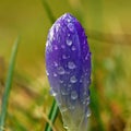 Crocus vernus, in the spring after a rain.