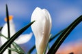Crocus vernus white flower over blue sky Royalty Free Stock Photo