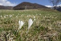 Crocus vernus Royalty Free Stock Photo