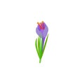 Crocus Violet flowers with green leaves Royalty Free Stock Photo