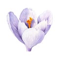 Crocus. Watercolor illustration