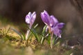 Crocus wild spring violet flowers detail with beautiful bokeh Royalty Free Stock Photo