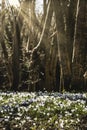 Crocus in the wood