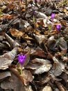 Purple crocus on the forest cover by a Royalty Free Stock Photo