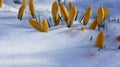Crocus yellow snow europe closeup Royalty Free Stock Photo