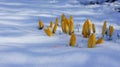 Crocus yellow snow europe closeup Royalty Free Stock Photo