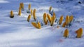 Crocus yellow snow europe closeup Royalty Free Stock Photo