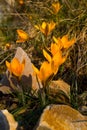 Crocuses