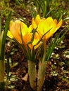 Crocuses Royalty Free Stock Photo