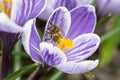 Crocuses with bee Royalty Free Stock Photo
