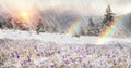 Crocuses in a blizzard Royalty Free Stock Photo