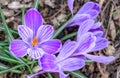 Purple and white crocuses in bloom Royalty Free Stock Photo