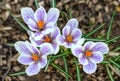 White and purple crocuses in bloom Royalty Free Stock Photo