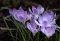 Crocuses bloom in early spring on a dark natural background.