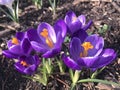 Crocuses blooming in early spring, Kew Gardens Royalty Free Stock Photo