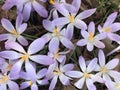 Crocuses blooming in early spring, Kew Gardens Royalty Free Stock Photo