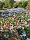 Crocuses blooming in early spring, Kew Gardens Royalty Free Stock Photo